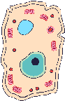 cell.gif
