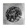 meiosismorf.gif